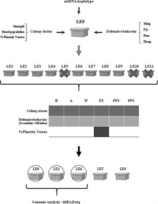 Phenotypic and genetic characterization of Africanized Apis mellifera colonies with natural tolerance to Varroa destructor and contrasting defensive behavior